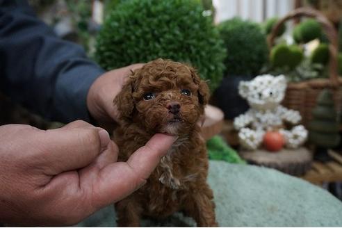 成約済の京都府のタイニープードル-64187の1枚目