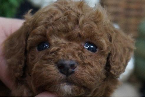 成約済の京都府のタイニープードル-64188の1枚目