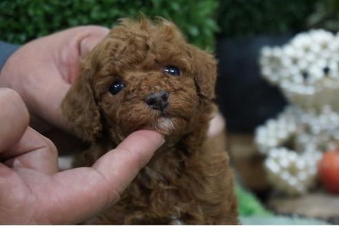 成約済の京都府のタイニープードル-64188の3枚目