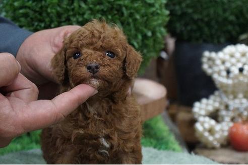 成約済の京都府のタイニープードル-64188の2枚目