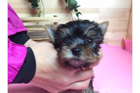 成約済の静岡県のヨークシャーテリア-61900の1枚目