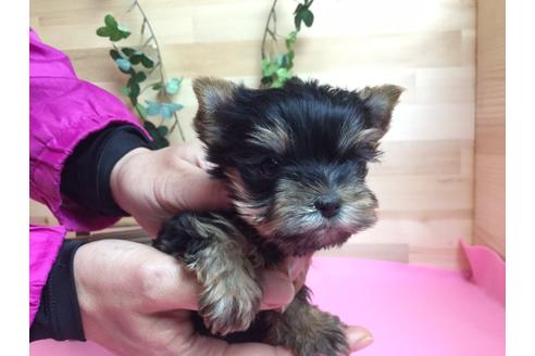 成約済の静岡県のヨークシャーテリア-61901の1枚目