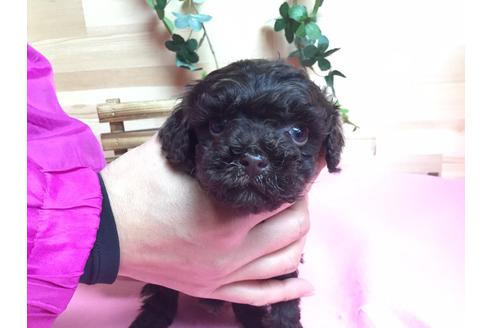 成約済の静岡県のトイプードル-61903の3枚目