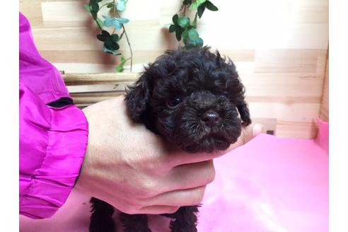 成約済の静岡県のトイプードル-62195の3枚目