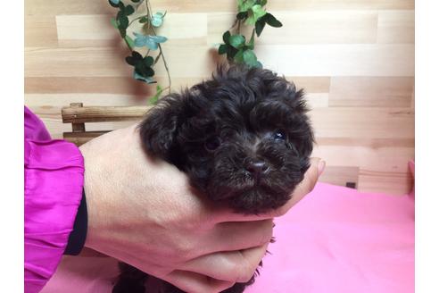 成約済の静岡県のトイプードル-62196の3枚目