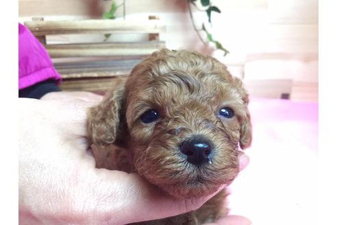 成約済の静岡県のトイプードル-63148の1枚目