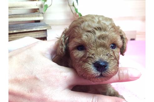 成約済の静岡県のトイプードル-63149の1枚目