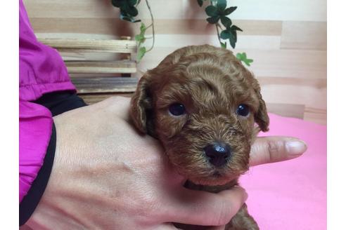 成約済の静岡県のトイプードル-63150の1枚目
