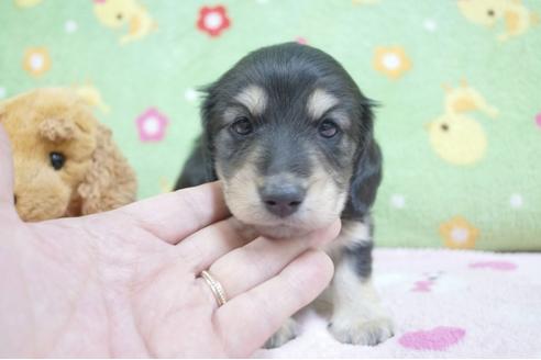 成約済の兵庫県のミニチュアダックスフンド(ロングヘアード)-64246の5枚目