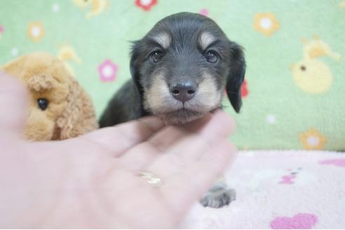 成約済の兵庫県のミニチュアダックスフンド(ロングヘアード)-64247の5枚目