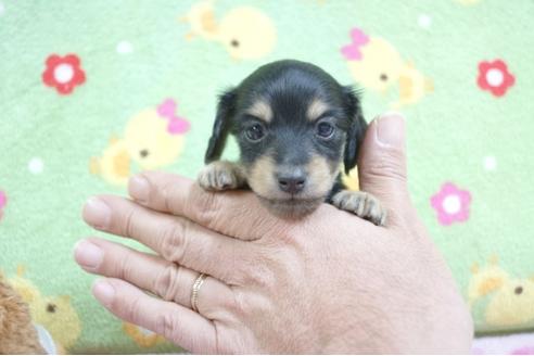 成約済の兵庫県のミニチュアダックスフンド(ロングヘアード)-64248の3枚目