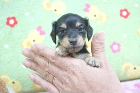 成約済の兵庫県のミニチュアダックスフンド(ロングヘアード)-64248の2枚目
