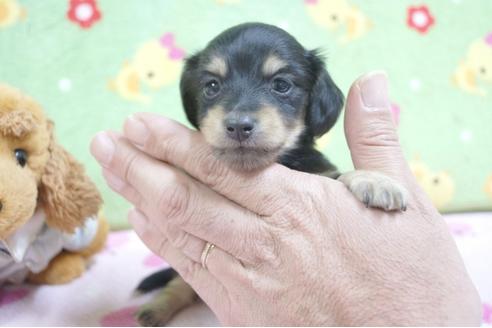 成約済の兵庫県のミニチュアダックスフンド(ロングヘアード)-64248の1枚目
