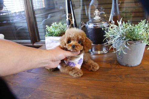 成約済の埼玉県のトイプードル-64253の3枚目