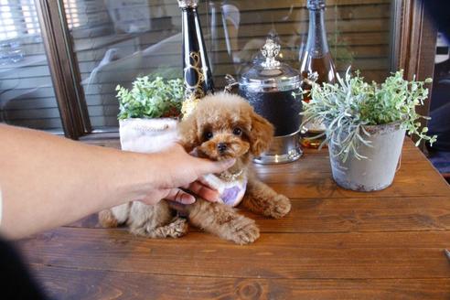 成約済の埼玉県のトイプードル-64253の2枚目