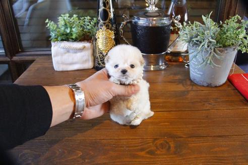 成約済の埼玉県のトイプードル-64254の1枚目