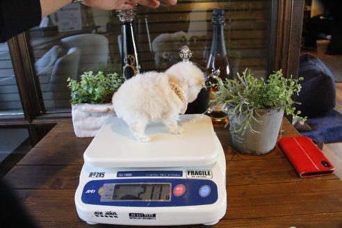 成約済の埼玉県のトイプードル-64254の3枚目