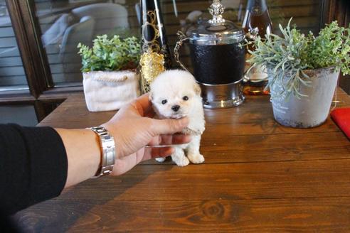 成約済の埼玉県のトイプードル-64254の2枚目