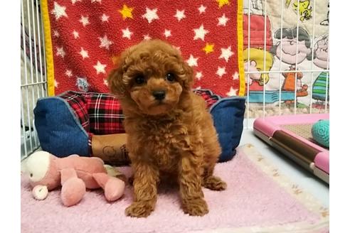 成約済の秋田県のトイプードル-64255の1枚目