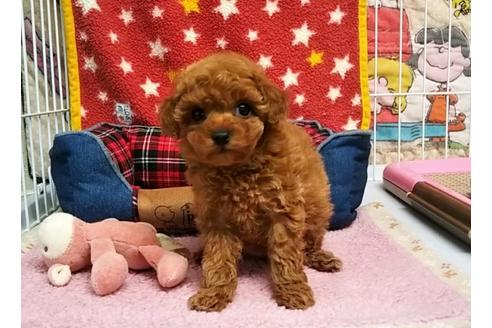 成約済の秋田県のトイプードル-64255の5枚目