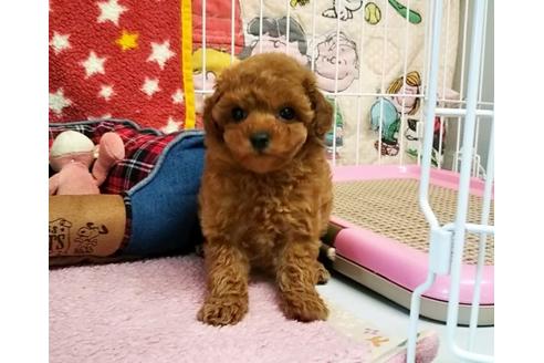 成約済の秋田県のトイプードル-64255の4枚目