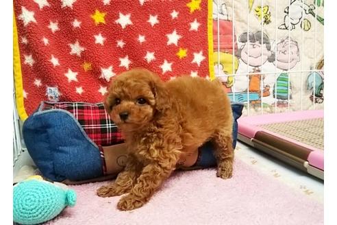 成約済の秋田県のトイプードル-64255の3枚目