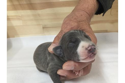 成約済の愛知県のイタリアングレーハウンド(イタグレ)-64256の2枚目