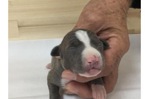 成約済の愛知県のイタリアングレーハウンド(イタグレ)-64258の2枚目