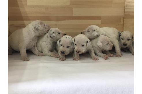 成約済の愛知県のダルメシアン-64261の3枚目