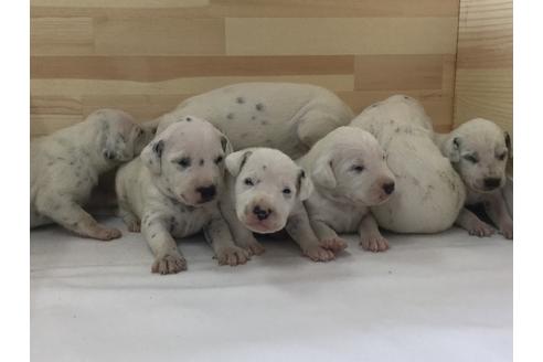 成約済の愛知県のダルメシアン-64263の2枚目