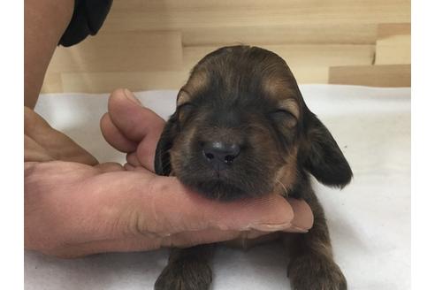 成約済の愛知県のミニチュアダックスフンド(ロングヘアード)-64271の2枚目