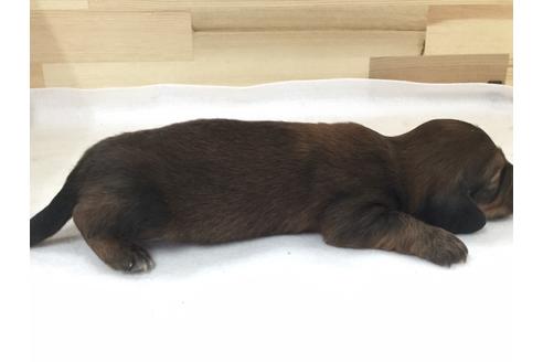 成約済の愛知県のミニチュアダックスフンド(ロングヘアード)-64271の3枚目