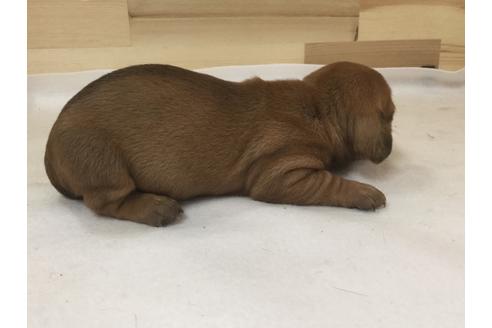 成約済の愛知県のミニチュアダックスフンド(スムースヘアード)-64273の2枚目