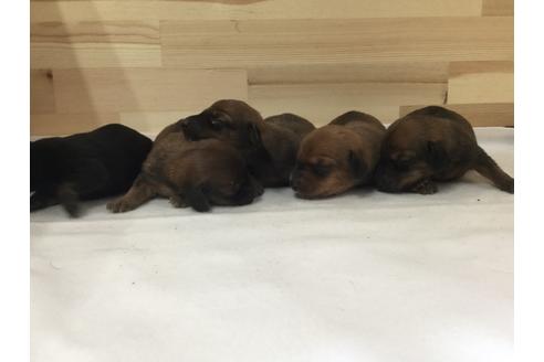 成約済の愛知県のミニチュアダックスフンド(スムースヘアード)-64280の3枚目