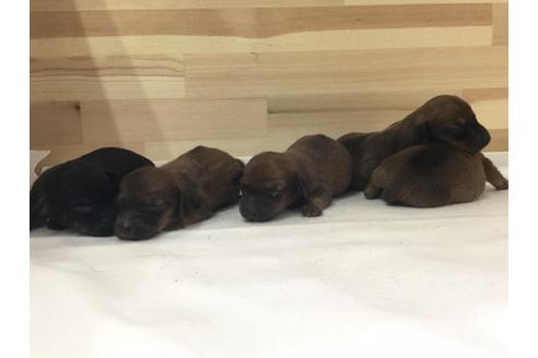 成約済の愛知県のミニチュアダックスフンド(スムースヘアード)-64280の2枚目