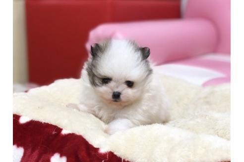 成約済の香川県のポメラニアン-64294の3枚目