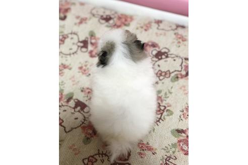 成約済の香川県のポメラニアン-64294の2枚目