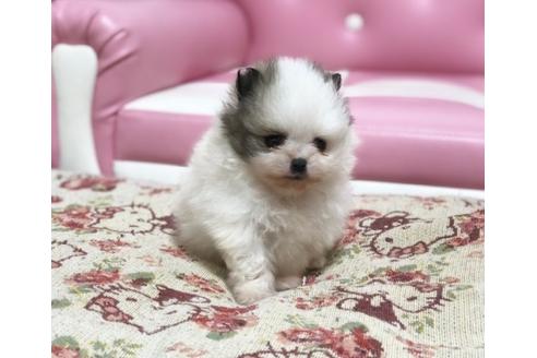 成約済の香川県のポメラニアン-64294の1枚目