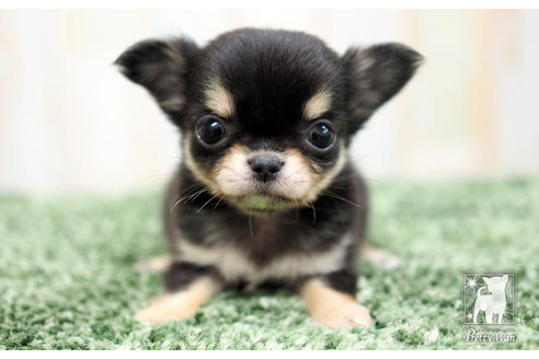 成約済の愛知県のチワワ(ロングコート)-64303の1枚目