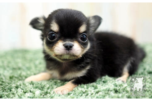 成約済の愛知県のチワワ(ロングコート)-64303の4枚目