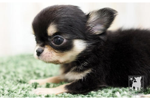 成約済の愛知県のチワワ(ロングコート)-64303の2枚目