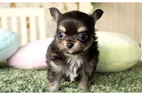 成約済の愛知県のチワワ(ロングコート)-64304の1枚目