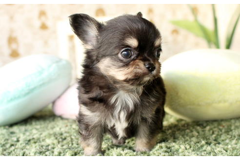 成約済の愛知県のチワワ(ロングコート)-64304の5枚目