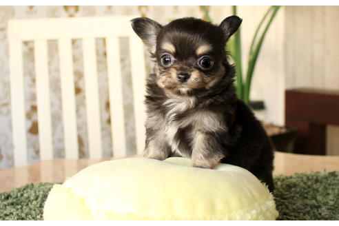 成約済の愛知県のチワワ(ロングコート)-64304の3枚目