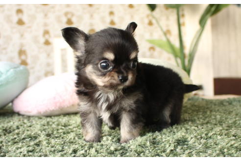 成約済の愛知県のチワワ(ロングコート)-64304の2枚目