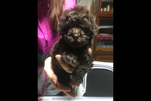 成約済の静岡県のトイプードル-61903の1枚目