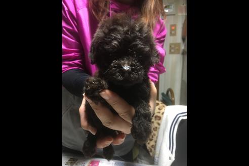 成約済の静岡県のトイプードル-62195