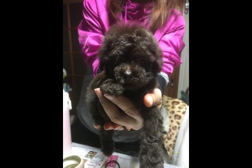 成約済の静岡県のトイプードル-62196の1枚目