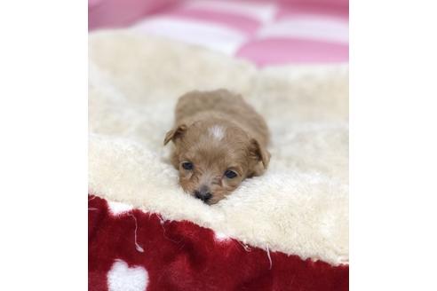 成約済の香川県のマルプー:マルチーズ×トイプードル-64353の4枚目