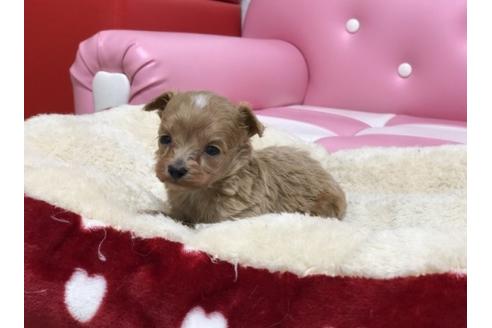 成約済の香川県のマルプー:マルチーズ×トイプードル-64353の3枚目